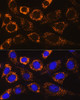 Cell Biology Antibodies 4 Anti-P4HA3 Antibody CAB13767