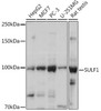 Cell Death Antibodies 1 Anti-SULF1 Antibody CAB13797