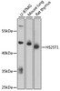 Cell Biology Antibodies 4 Anti-HS2ST1 Antibody CAB13837