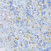 Immunology Antibodies 1 Anti-CRACR2A Antibody CAB13838