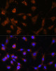 Cell Biology Antibodies 4 Anti-GANAB Antibody CAB13851