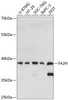 Metabolism Antibodies 1 Anti-FA2H Antibody CAB13873