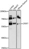 Epigenetics and Nuclear Signaling Antibodies 1 Anti-FLJ12529 Antibody CAB13880