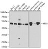 Immunology Antibodies 1 Anti-MICA Antibody CAB1390