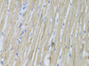 Cell Biology Antibodies 4 Anti-P2RY2 Antibody CAB13923