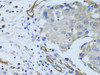 Cell Biology Antibodies 4 Anti-MCAM Antibody CAB13927