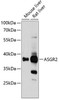 Cell Biology Antibodies 4 Anti-ASGR2 Antibody CAB13949