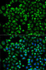 Cell Biology Antibodies 4 Anti-AP2M1 Antibody CAB13962