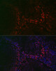 Developmental Biology Anti-DAZL Antibody CAB13970
