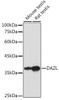 Developmental Biology Anti-DAZL Antibody CAB13970