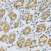 Cell Biology Antibodies 4 Anti-SERPINB5 Antibody CAB14042