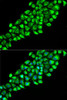 Cell Biology Antibodies 4 Anti-PON2 Antibody CAB14048