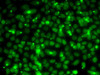 Epigenetics and Nuclear Signaling Antibodies 3 Anti-RPA3 Antibody CAB14058