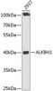 Epigenetics and Nuclear Signaling Antibodies 3 Anti-ALKBH1 Antibody CAB14079