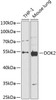 Immunology Antibodies 1 Anti-DOK2 Antibody CAB14084