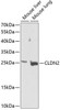 Cell Biology Antibodies 4 Anti-CLDN2 Antibody CAB14085