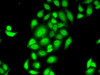 Epigenetics and Nuclear Signaling Antibodies 3 Anti-SPDEF Antibody CAB14114