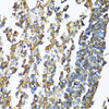 Immunology Antibodies 1 Anti-HLA-DPB1 Antibody CAB1412