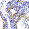 Cell Biology Antibodies 4 Anti-MRPL13 Antibody CAB14122