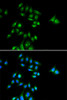 Cell Biology Antibodies 4 Anti-PHC3 Antibody CAB14151