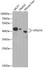 Cell Biology Antibodies 4 Anti-VPS37A Antibody CAB14159
