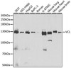 Cell Biology Antibodies 4 Anti-VCL Antibody CAB14193