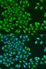 Cell Cycle Antibodies 1 Anti-RUVBL1 Antibody CAB14195