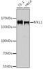 Epigenetics and Nuclear Signaling Antibodies 3 Anti-MKL1 Antibody CAB14212