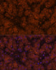 Metabolism Antibodies 1 Anti-HMGCS2 Antibody CAB14244