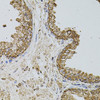 Cell Biology Antibodies 4 Anti-SELP Antibody CAB1425