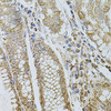 Cell Biology Antibodies 4 Anti-SELP Antibody CAB1425