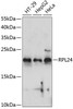 Cell Biology Antibodies 4 Anti-RPL24 Antibody CAB14255