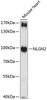 Cell Biology Antibodies 4 Anti-NLGN2 Antibody CAB14289