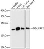 Cell Biology Antibodies 4 Anti-NDUFAF2 Antibody CAB14296