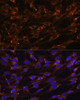 Cell Biology Antibodies 4 Anti-PREPL Antibody CAB14348