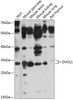 Epigenetics and Nuclear Signaling Antibodies 3 Anti-OVOL1 Antibody CAB14379