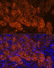 Signal Transduction Antibodies 1 Anti-MIOX Antibody CAB14409