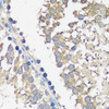 Developmental Biology Anti-ASZ1 Antibody CAB14447