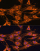 Cell Biology Antibodies 5 Anti-UBQLNL Antibody CAB14451