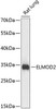 Immunology Antibodies 1 Anti-ELMOD2 Antibody CAB14524