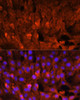 Developmental Biology Anti-CISH Antibody CAB14527