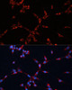 Cell Cycle Antibodies 1 Anti-GNAI2 Antibody CAB14547