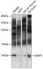 Immunology Antibodies 1 Anti-BANF1 Antibody CAB14555