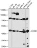 Cell Biology Antibodies 5 Anti-CCKBR Antibody CAB14567