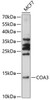 Cell Biology Antibodies 5 Anti-COA3 Antibody CAB14585