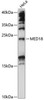 Epigenetics and Nuclear Signaling Antibodies 3 Anti-MED18 Antibody CAB14588