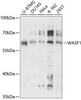 Signal Transduction Antibodies 1 Anti-WASF1 Antibody CAB14624