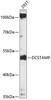 Developmental Biology Anti-DCSTAMP Antibody CAB14630