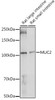 Cell Biology Antibodies 5 Anti-MUC2 Antibody CAB14659