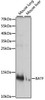 Developmental Biology Anti-BATF Antibody CAB14667
